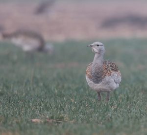 Great Bustard, 大鸨, Otis tarda-gallery-