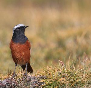 Guldenstadt’s Redstart, 红腹红尾鸲, Phoenicurus erythrogastrus-gallery-