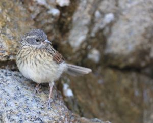 Robin Accentor, 鸲岩鹨, Prunella rubeculoides-gallery-