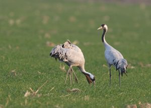 Common Cranes, 灰鹤, Grus grus-gallery-