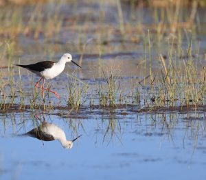 Black-winged Stilt, 黑翅长脚鹬, Himantopus himantopus-gallery-