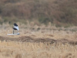 Hen Harrier, 白尾鹞, Circus cyaneus-gallery-