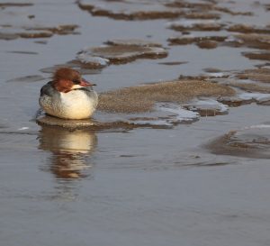 Common Merganser, 普通秋沙鸭, Mergus merganser-gallery-