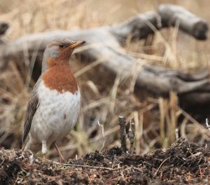 Red-throated Thrush, 赤颈鸫, Turdus ruficollis-gallery-