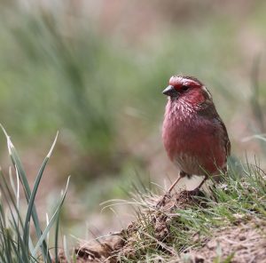 Chinese White-browed Rosefinch, 白眉朱雀, Carpodacus dubius-gallery-