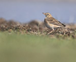 Richard’s Pipit, 理氏鹨, Anthus richardi-gallery-