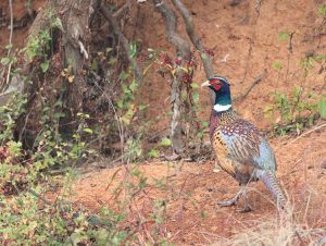 Common Pheasant, 雉鸡, Phasianus colchicus-gallery-