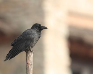 Large-billed Crow, 大嘴乌鸦, Corvus macrorhynchos-gallery-