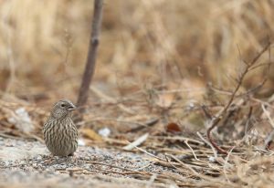 Chinese Beautiful Rosefinch, 红眉朱雀, Carpodacus davidianus-gallery-