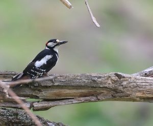 Great Spotted Woodpecker, 大斑啄木鸟, Dendrocopos major-gallery-