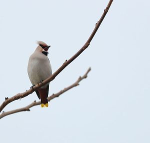 Bohemian Waxwing, 太平鸟, Bombycilla garrulus-gallery-