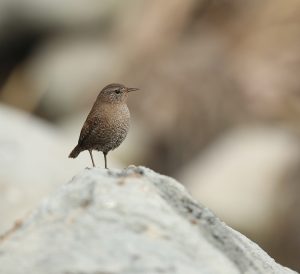 Winter Wren, 冬鹪鹩, Troglodytes hiemalis-gallery-