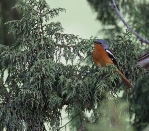 Przevalski’s Redstart, 贺兰山红尾鸲, Phoenicurus alaschanicus-gallery-