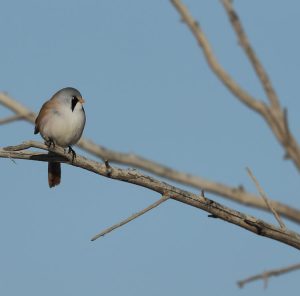 Bearded Reedling, 文须雀, Panurus biarmicus-gallery-