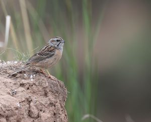 Godlewski’s Bunting, 戈氏岩鹀, Emberiza godlewskii-gallery-