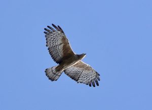 Oriental Honey Buzzard, 凤头蜂鹰, Pernis ptilorhynchus-gallery-