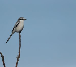 Chinese Grey Shrike, 楔尾伯劳, Lanius sphenocercus-gallery-