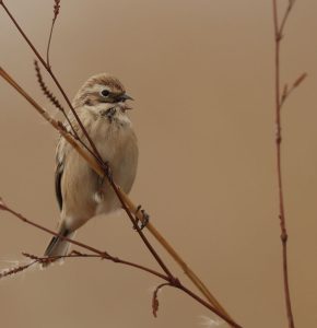 Pallas’s Reed Bunting, 苇鹀, Emberiza pallasi-gallery-