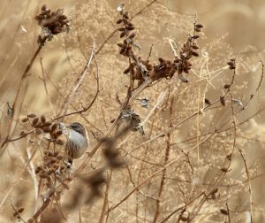 Beijing Babbler, 山鹛, Rhopophilus pekinensis-gallery-