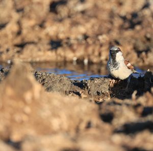 House Sparrow, 家麻雀, Passer domesticus-gallery-