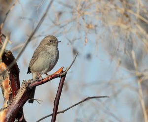 Kozlov’s Accentor, 贺兰山岩鹨, Prunella koslowi-gallery-