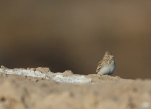 Asian Short-toed Lark, 亚洲短趾百灵, Alaudala cheleensis-gallery-