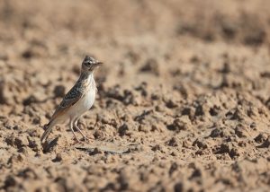 Crested Lark, 凤头百灵, Galerida cristata-gallery-