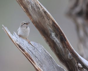 Saxaul Sparrow, 黑顶麻雀, Passer ammodendri-gallery-