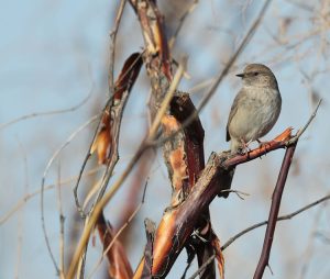 Kozlov’s Accentor, 贺兰山岩鹨, Prunella koslowi-gallery-