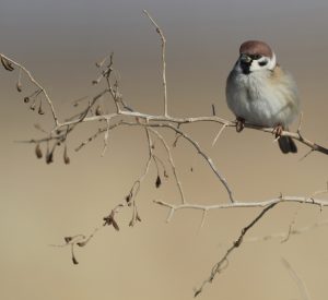 Tree Sparrow, 麻雀, Passer montanus-gallery-