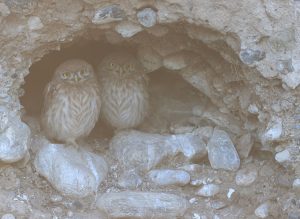 Little Owl, 纵纹腹小鸮, Athene noctua-gallery-