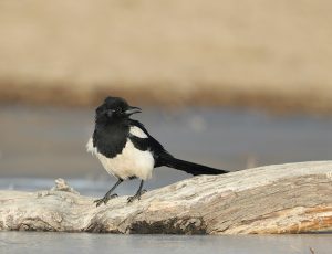 Oriental Magpie, 喜鹊, Pica serica-gallery-