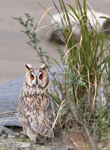 Long-eared Owl, 长耳鸮, Asio otus-gallery-