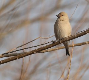 Desert Finch, 巨嘴沙雀, Rhodospiza obsoleta-gallery-