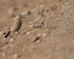 Henderson’s Ground Jay, 黑尾地鸦, Podoces hendersoni-gallery-