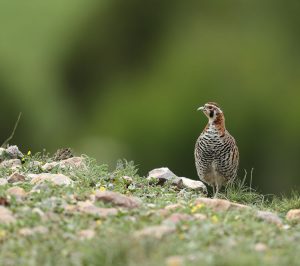 Tibetan Partridge, 高原山鹑, Perdix hodgsoniae-gallery-