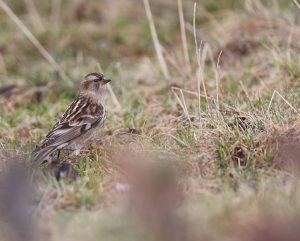 Plain Mountain Finch, 林岭雀, Leucosticte nemoricola-gallery-