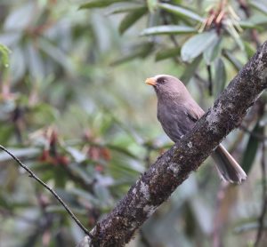 Great Parrotbill, 红嘴鸦雀, Conostoma aemodium-gallery-