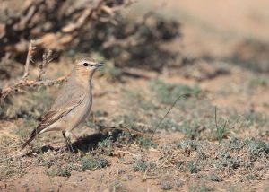 Isabelline Wheatear, 沙䳭, Oenanthe isabellina-gallery-