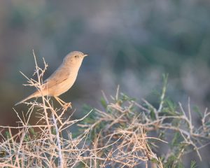 Asian Desert Warbler, 亚洲漠地林莺, Sylvia nana-gallery-