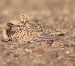 Pallas’s Sandgrouse, 毛腿沙鸡, Syrrhaptes paradoxus-gallery-