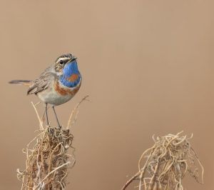 Bluethroat, 蓝喉歌鸲, Luscinia svecica-gallery-