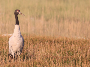 Black-necked Crane, 黑颈鹤, Grus nigricollis-gallery-