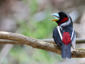 Black-and-Red Broadbill, 黑红阔嘴鸟, Cymbirhynchus macrorhynchos-gallery-