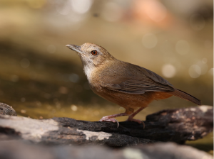 Abbott’s Babbler, 阿氏雅鹛, Malacocincla abbotti-gallery-