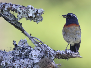 Collared Bush Robin, 台湾林鸲, Tarsiger johnstoniae-gallery-