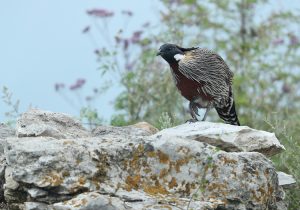 Koklass Pheasant, 勺鸡, Pucrasia macrolopha-gallery-