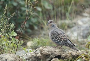 Oriental Turtle Dove, 山斑鸠, Streptopelia orientalis-gallery-