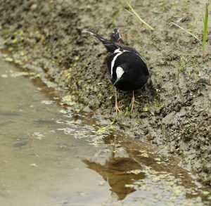 White-crowned Forktail, 白冠燕尾, Enicurus leschenaulti-gallery-