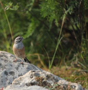 Godlewski’s Bunting, 戈氏岩鹀, Emberiza godlewskii-gallery-